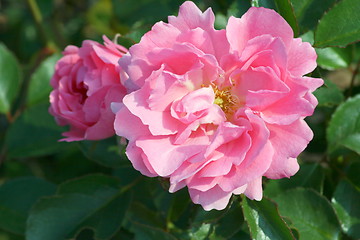 Image showing Rosenblüte Rose Flower 