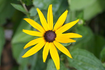 Image showing Sonnenhut Cone-flower, echinacea, 