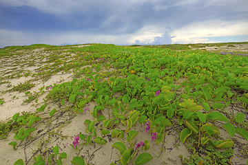 Image showing Boca Grandi beach