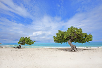 Image showing Divi Divi tree