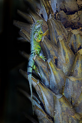 Image showing Iguana