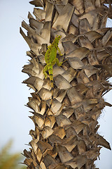 Image showing Iguana