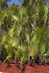 Image showing Palm trees