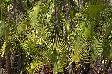 Image showing Palm trees