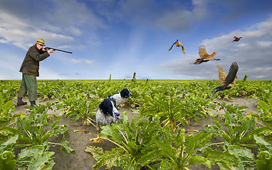 Image showing Shooting Pheasants