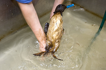 Image showing Cleaning an oil bird