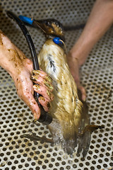 Image showing Cleaning an oil bird