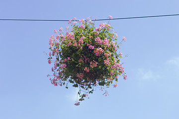 Image showing Geranium ball