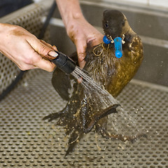 Image showing Cleaning an oil bird