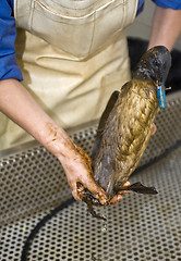 Image showing Cleaning an oil bird