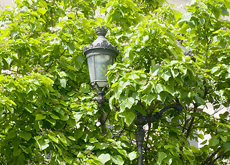 Image showing Hidden Streetlight