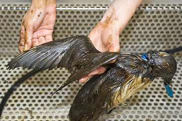 Image showing Cleaning an oil bird