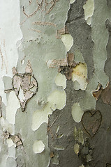 Image showing Love-scarred tree