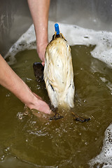 Image showing Cleaning an oil bird