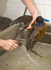 Image showing Cleaning an oil bird