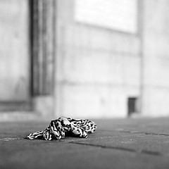 Image showing Lost Glove