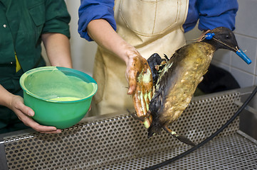 Image showing Cleaning an oil bird