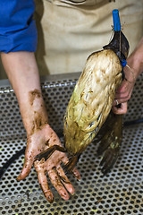 Image showing Cleaning an oil bird