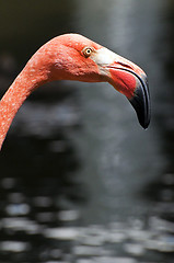 Image showing Pink flamingo.