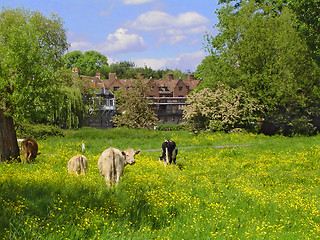 Image showing Cows & Cambridge