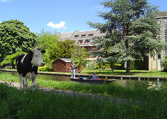 Image showing Cows and  Cambridge 1