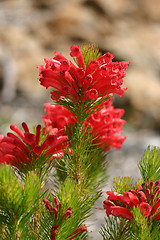 Image showing Adenanthos - Albany Woollybush