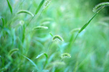 Image showing meadow