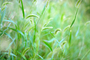 Image showing meadow