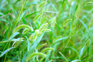 Image showing meadow