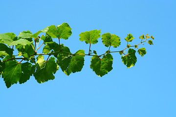 Image showing grape