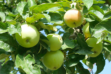 Image showing apple