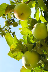 Image showing apple