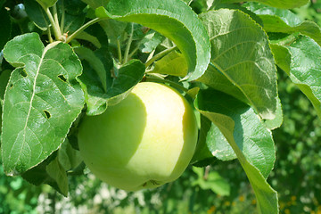 Image showing apple