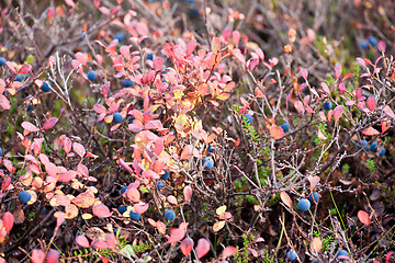 Image showing bilberry