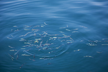 Image showing Shoal of small fish