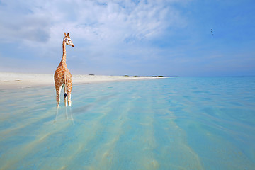 Image showing Giraffe on vacation