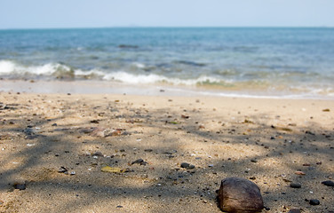 Image showing Beach with coconut