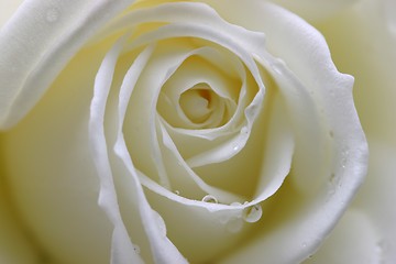 Image showing Rose with dew drops