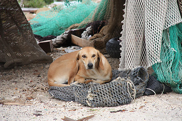 Image showing Stray dog