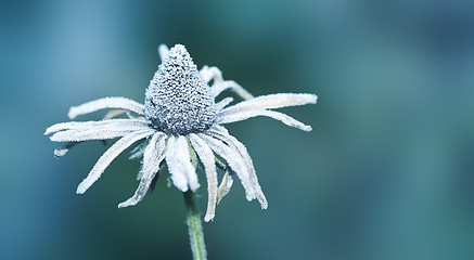 Image showing flower on ice