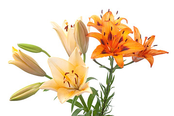 Image showing Colorful fresh lillies