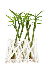 Image showing Bamboo