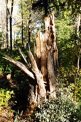 Image showing Big broken tree.