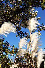 Image showing Tall white grass.