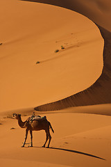 Image showing Camel in Sahara