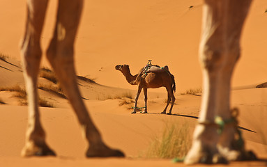 Image showing Camel in Sahara