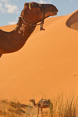 Image showing Camel