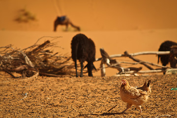 Image showing Chicken