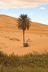 Image showing Palm Tree