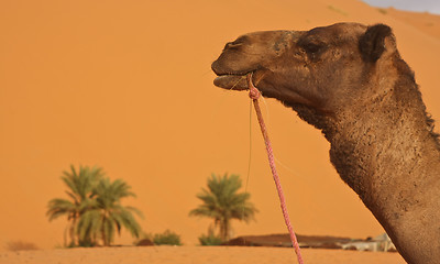 Image showing Camel